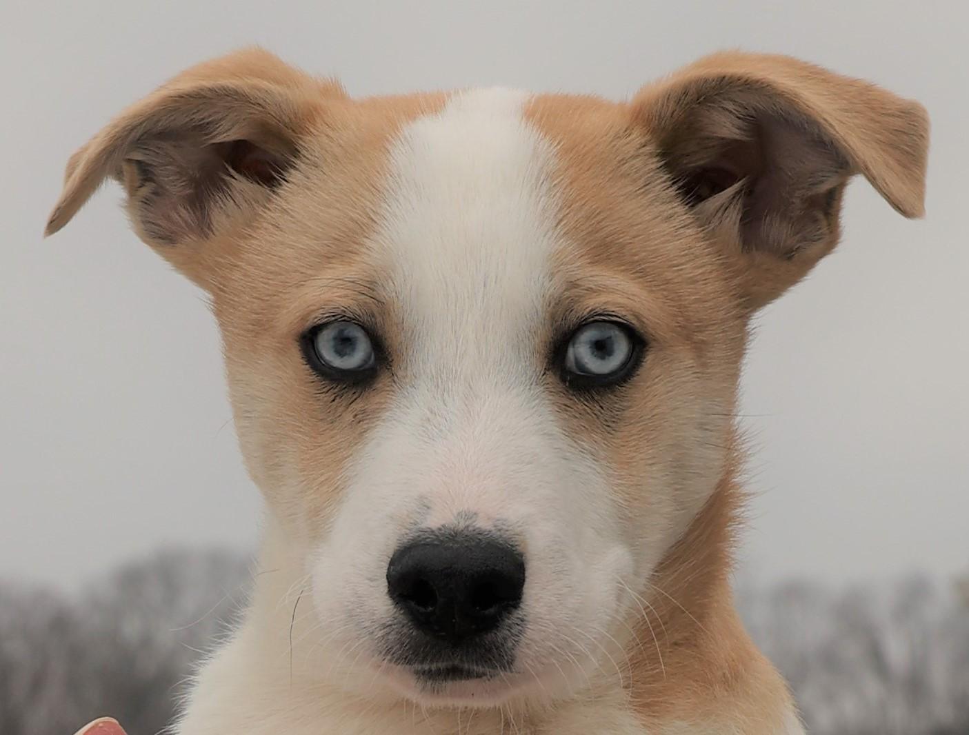 Ivan-Available! www.lhar.dog to apply! , adoptable, Puppy Male Collie & Husky.