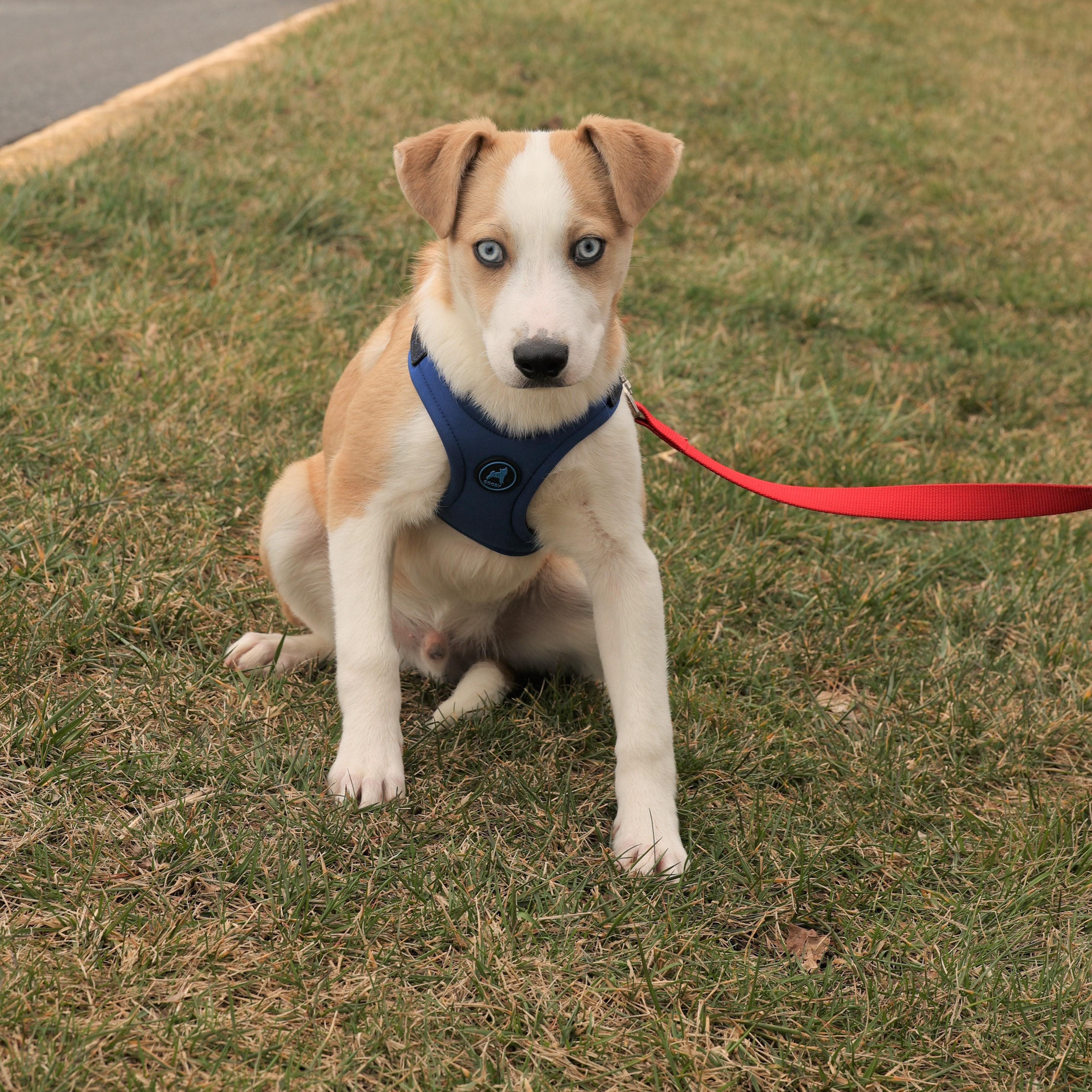 Enlarge Ivan-Available! www.lhar.dog to apply! , an adoptable mixed breed in Frederick, MD image 3/6