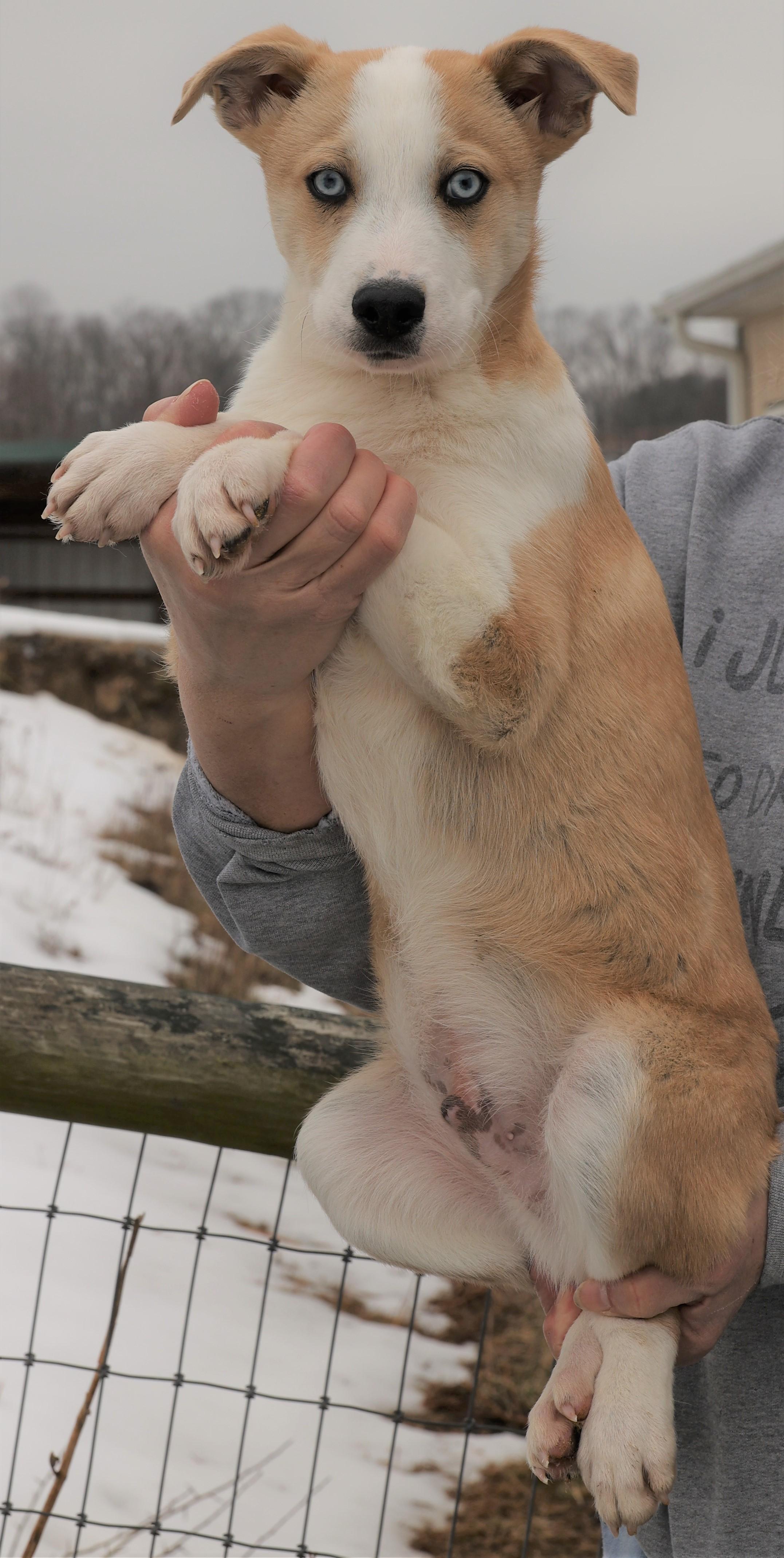 Enlarge Ivan-Available 3/1@Petsmart! www.lhar.dog to apply! , an adoptable mixed breed in Frederick, MD image 5/5