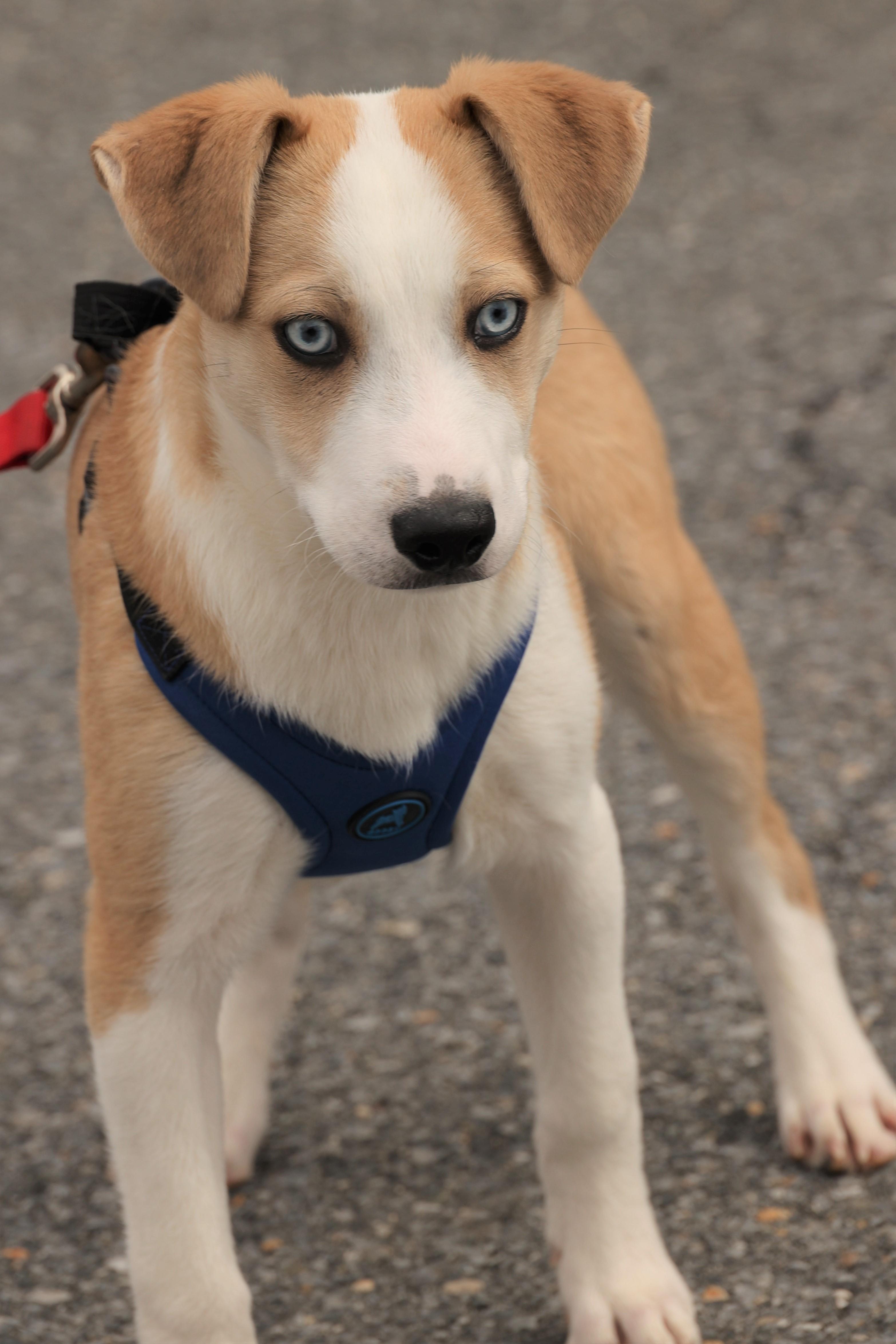 Enlarge Ivan-Available! www.lhar.dog to apply! , an adoptable mixed breed in Frederick, MD image 2/6