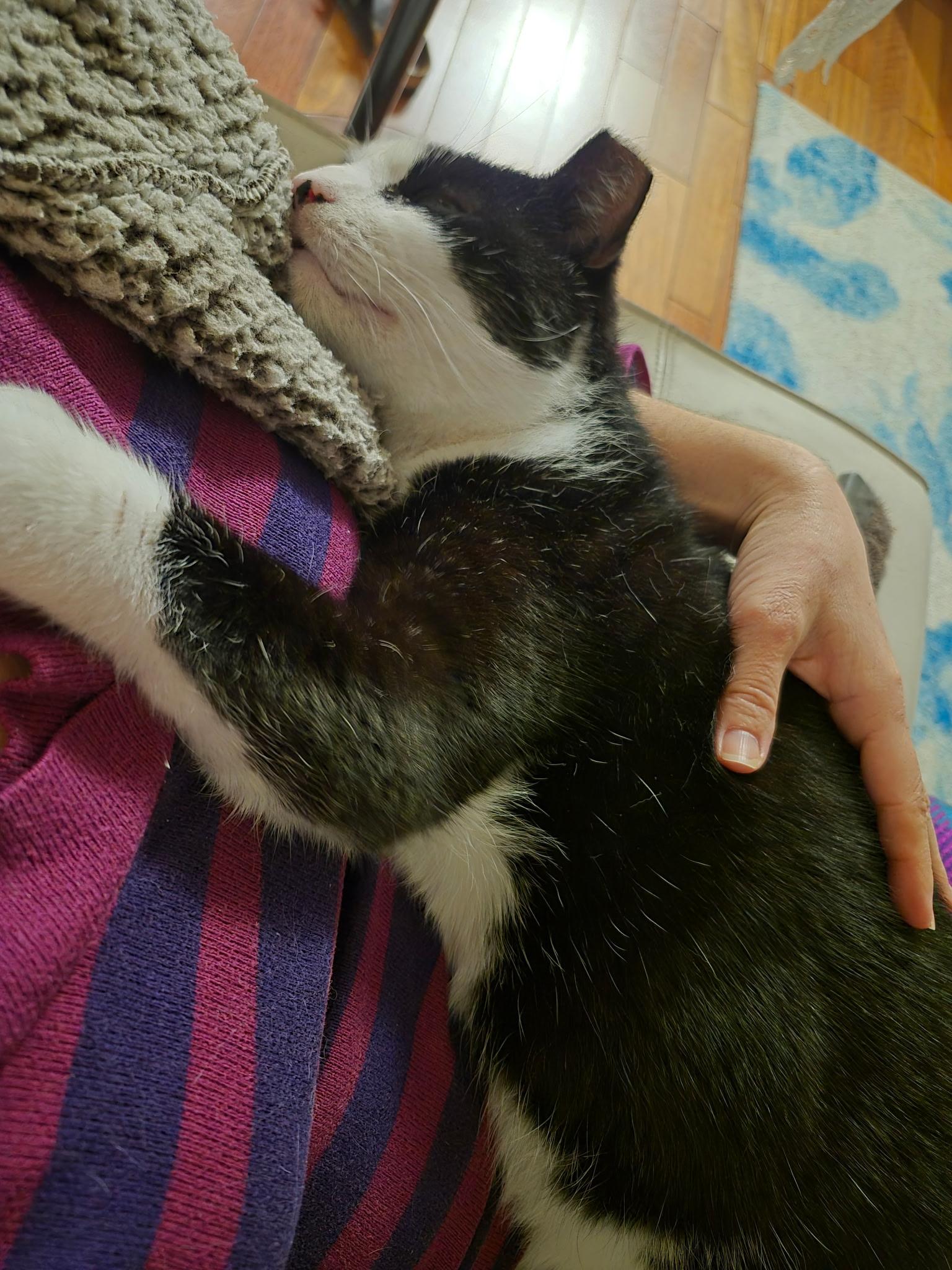 oh- oh-Oreo!, ADOPTABLE, Adult Male Domestic Short Hair.