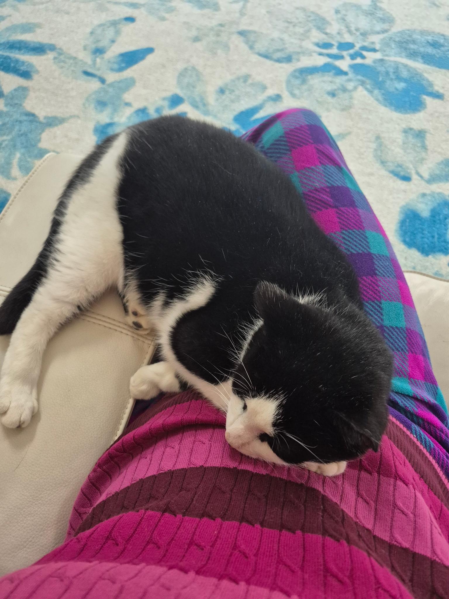 oh- oh-Oreo!, a ADOPTABLE Domestic Short Hair in Fairfax, VA image 4/5
