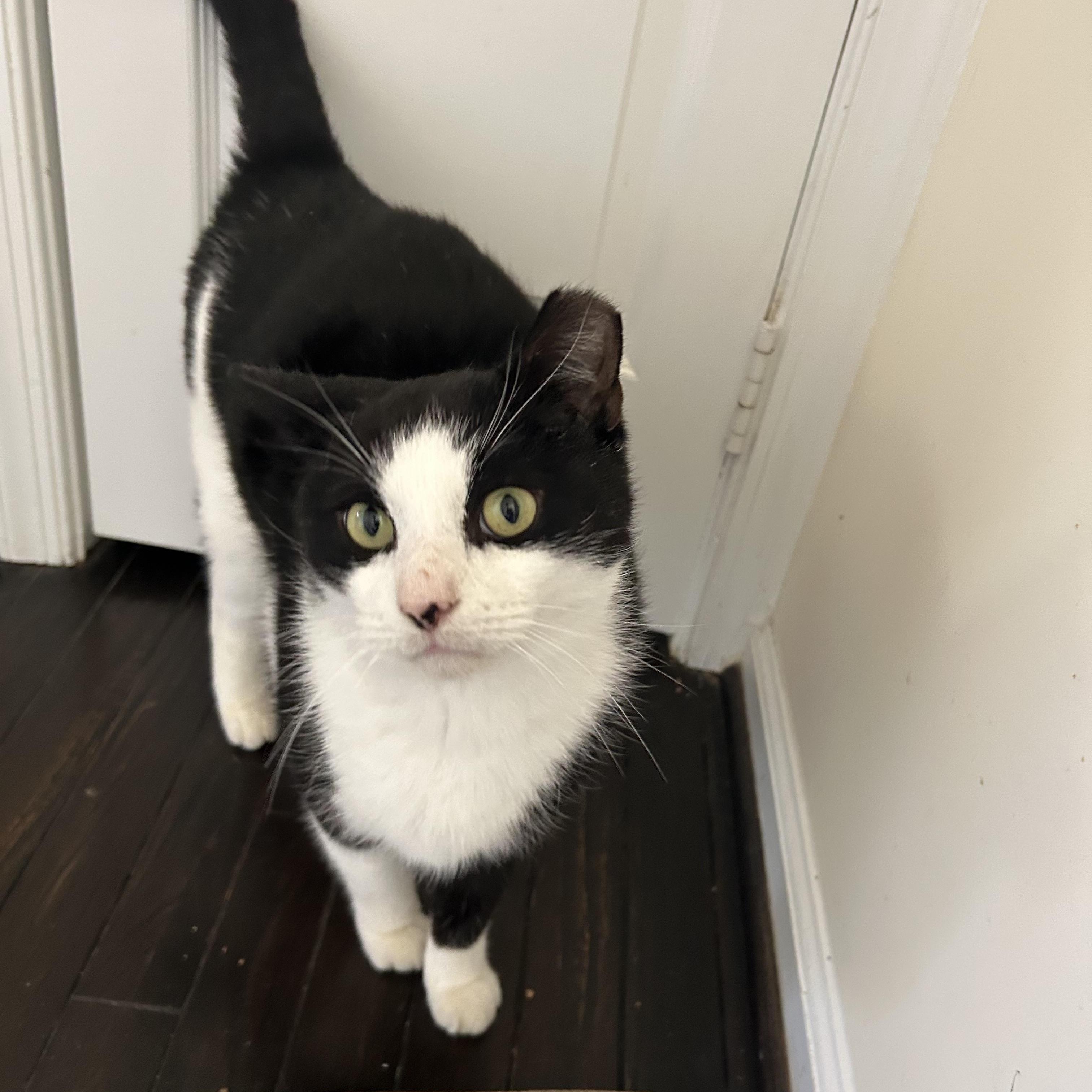 oh- oh-Oreo!, a ADOPTABLE Domestic Short Hair in Fairfax, VA image 2/5