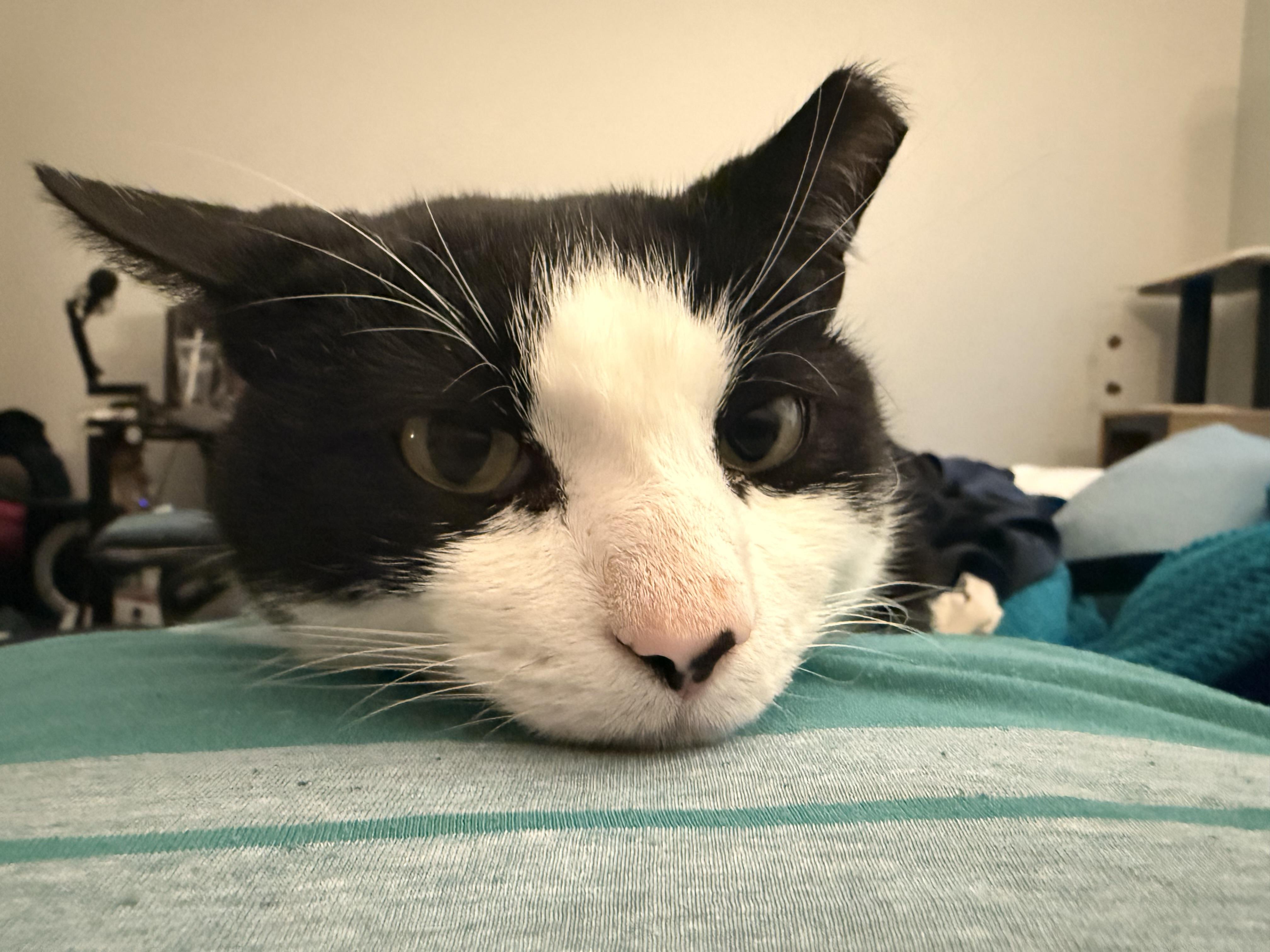 Enlarge oh- oh-Oreo!, a ADOPTABLE Domestic Short Hair in Fairfax, VA image 2/4