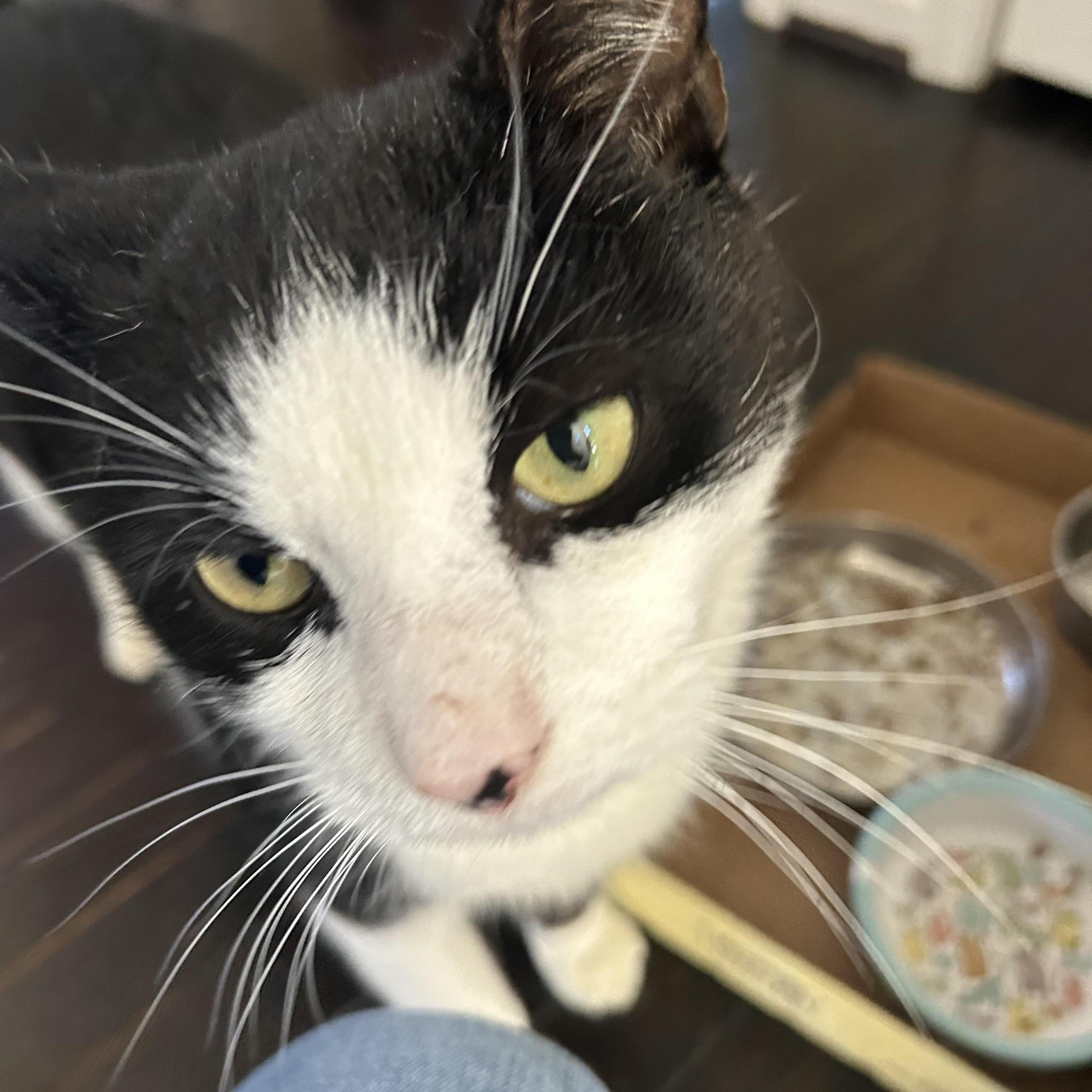 oh- oh-Oreo!, a ADOPTABLE Domestic Short Hair in Fairfax, VA image 3/5