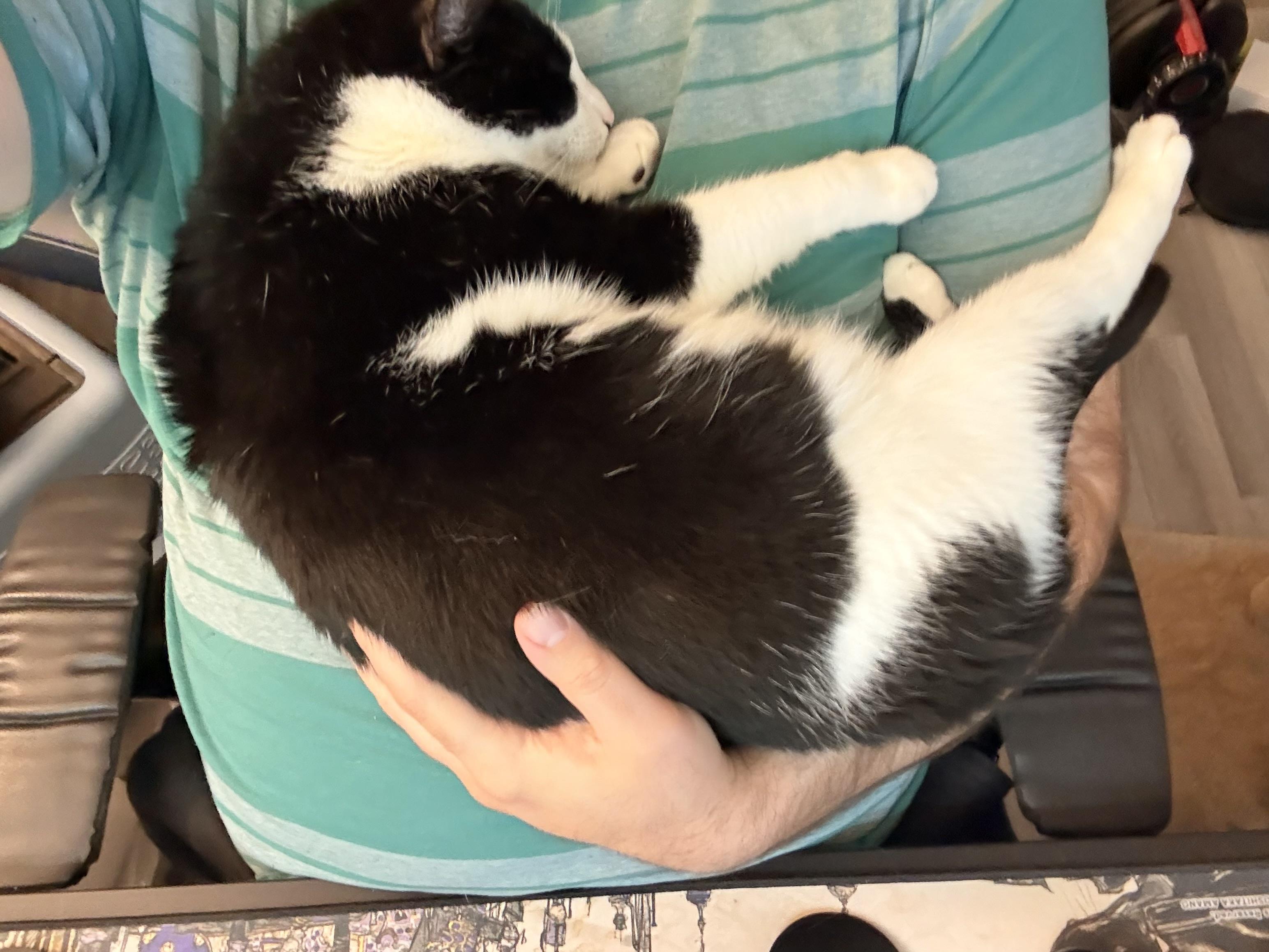 Enlarge oh- oh-Oreo!, a ADOPTABLE Domestic Short Hair in Fairfax, VA image 3/4