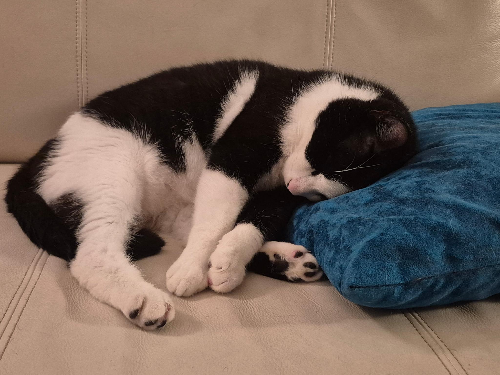 oh- oh-Oreo!, a ADOPTABLE Domestic Short Hair in Fairfax, VA image 5/5