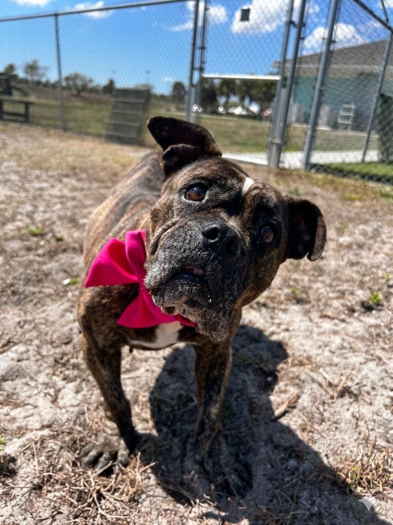Enlarge Rachel, a Adoptable mixed breed in Cape Coral, FL image 1/3