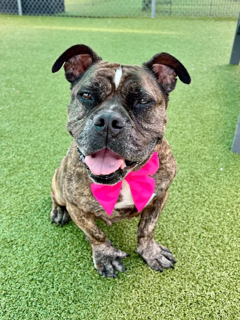 Enlarge Rachel, a Adoptable mixed breed in Cape Coral, FL image 2/4