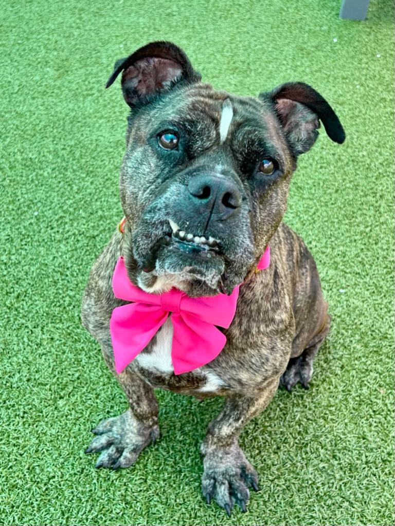 Enlarge Rachel, a Adoptable mixed breed in Cape Coral, FL image 3/4