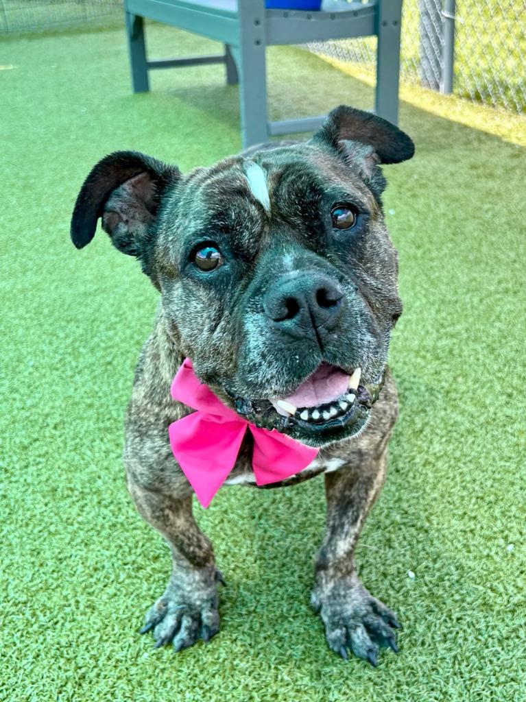 Enlarge Rachel, a Adoptable mixed breed in Cape Coral, FL image 4/4