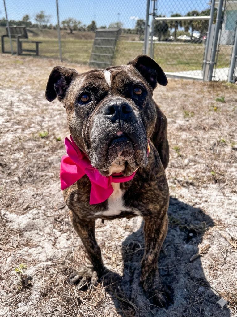 Enlarge Rachel, a Adoptable mixed breed in Cape Coral, FL image 3/3