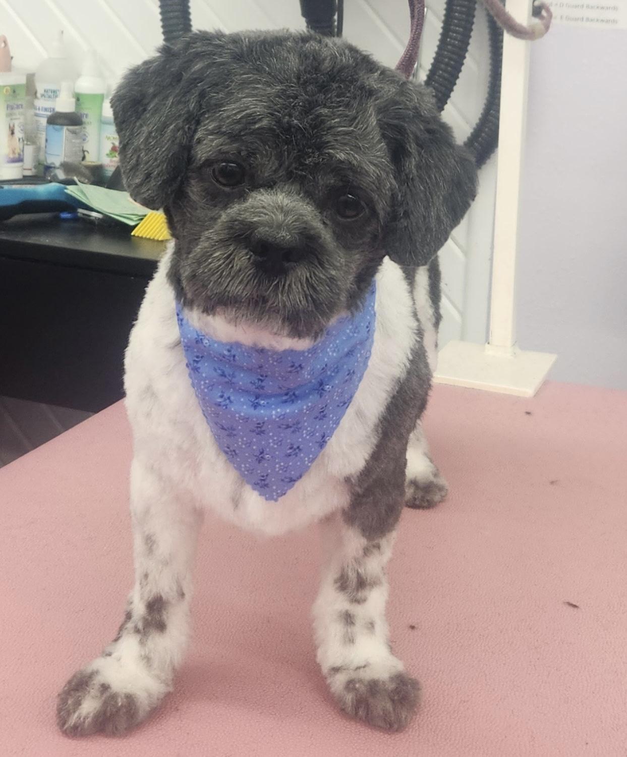 Mickey , ADOPTABLE, Young Male Shih Tzu & Lhasa Apso.