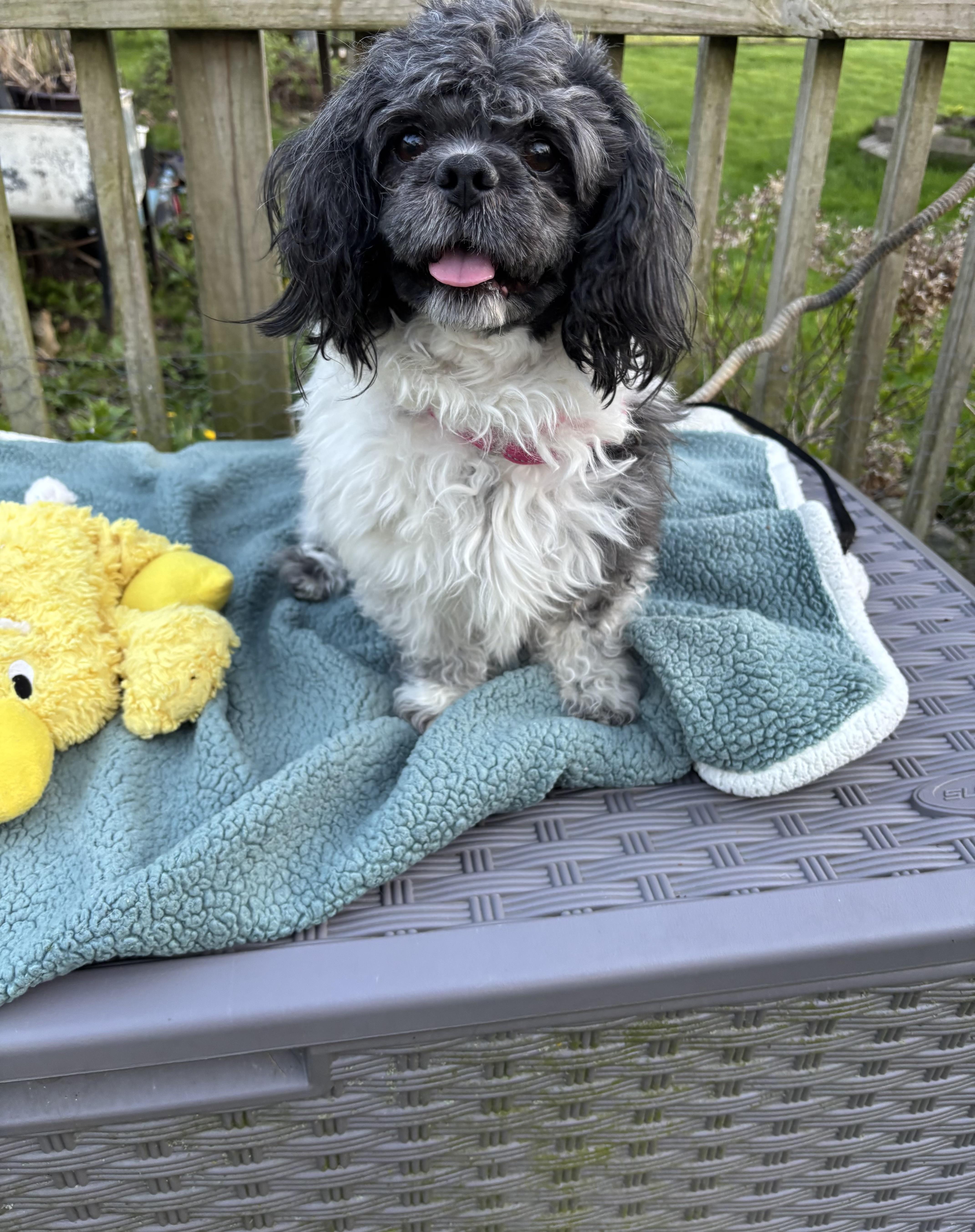 Enlarge Mickey , an adopted mixed breed in White Lake, MI image 2/5