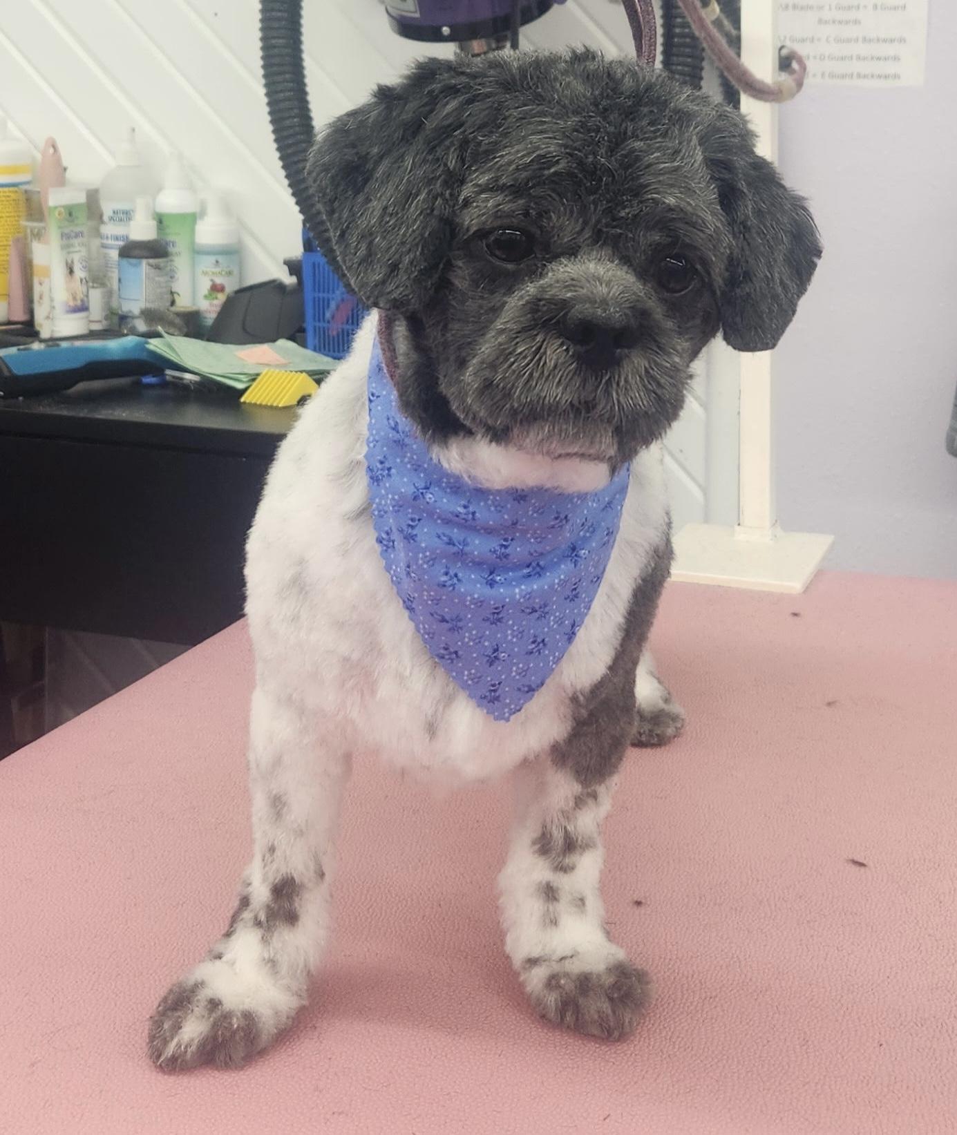 Enlarge Mickey , an adopted mixed breed in White Lake, MI image 5/5