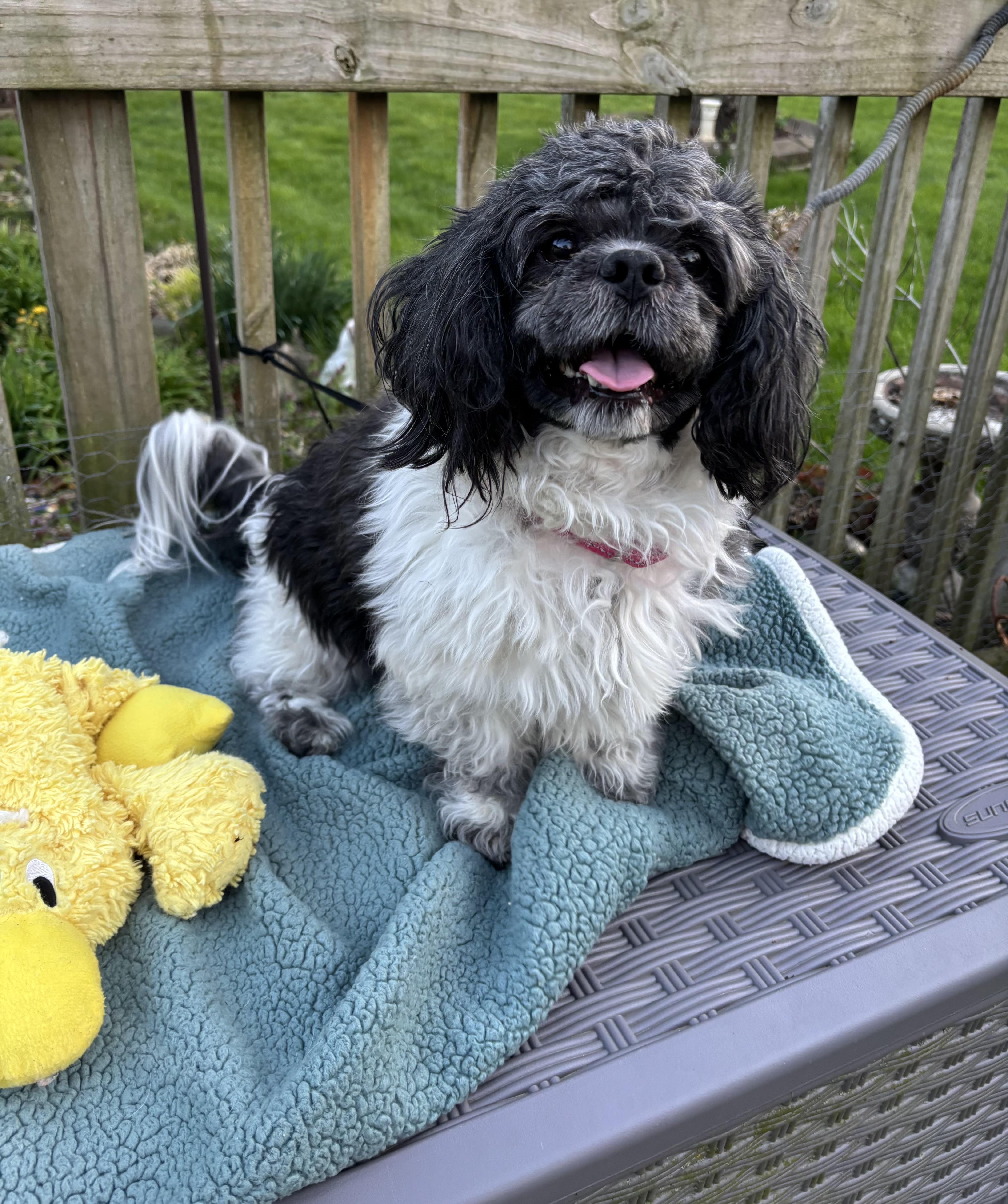 Enlarge Mickey , an adopted mixed breed in White Lake, MI image 3/5