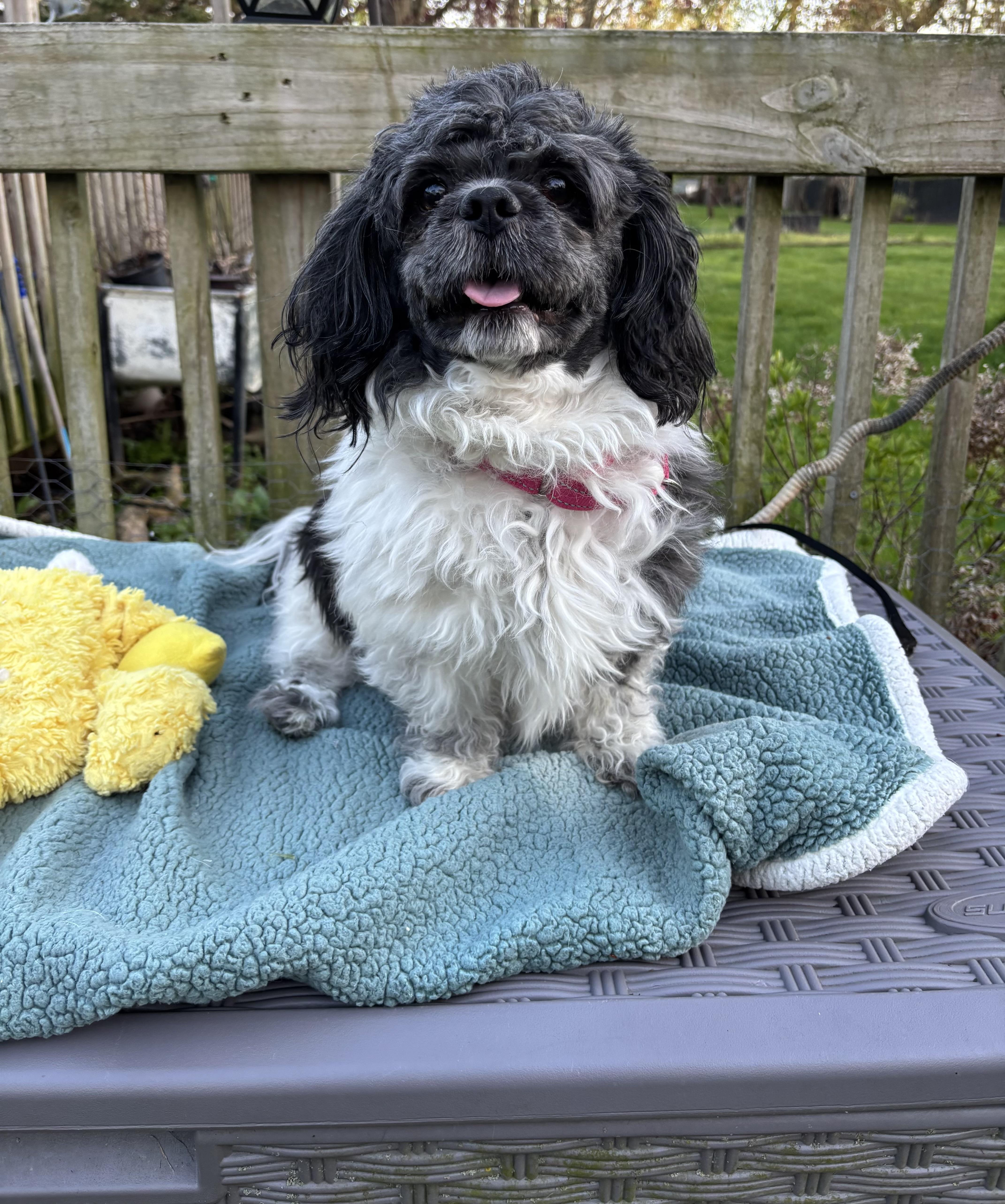 Enlarge Mickey , an adopted mixed breed in White Lake, MI image 4/5