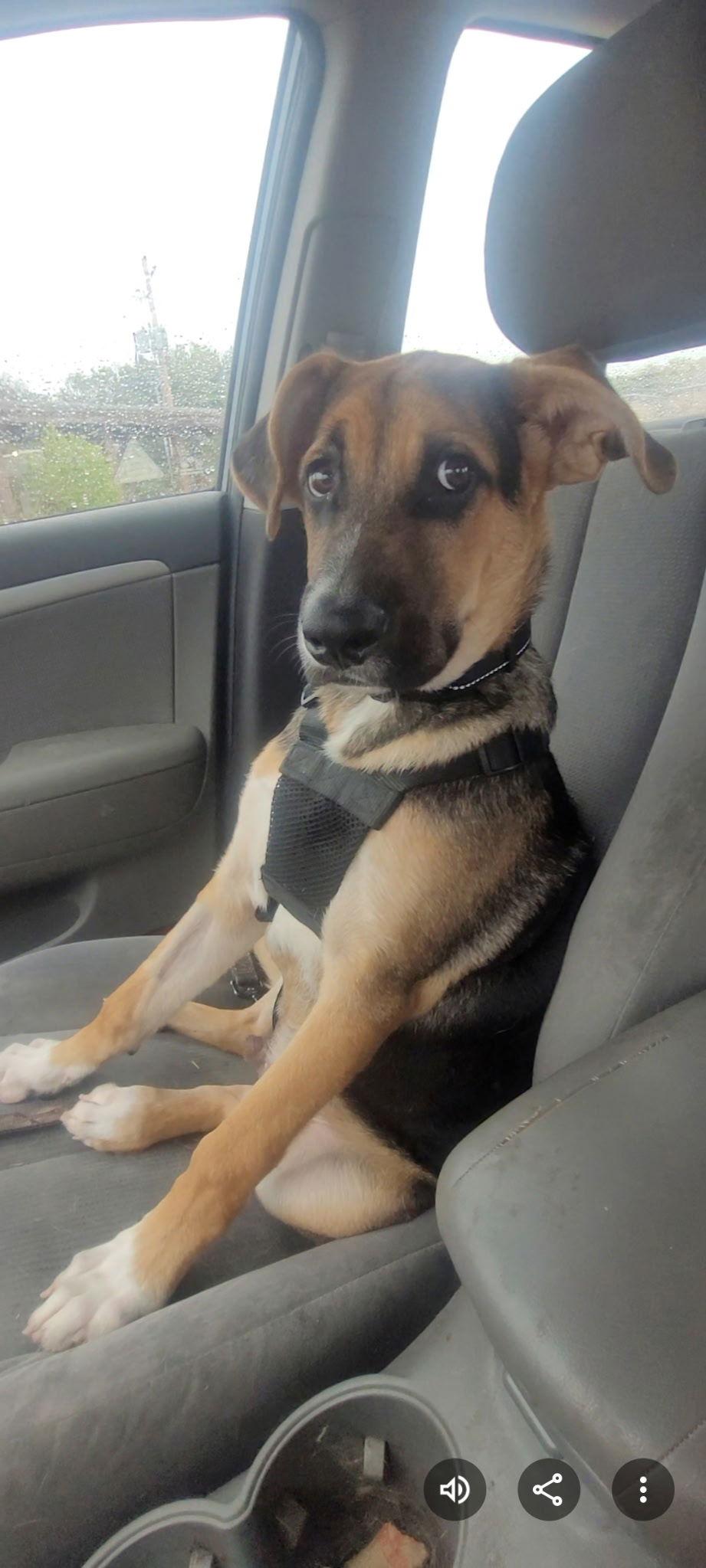 Straight, Adopted, Puppy Male German Shepherd Dog.