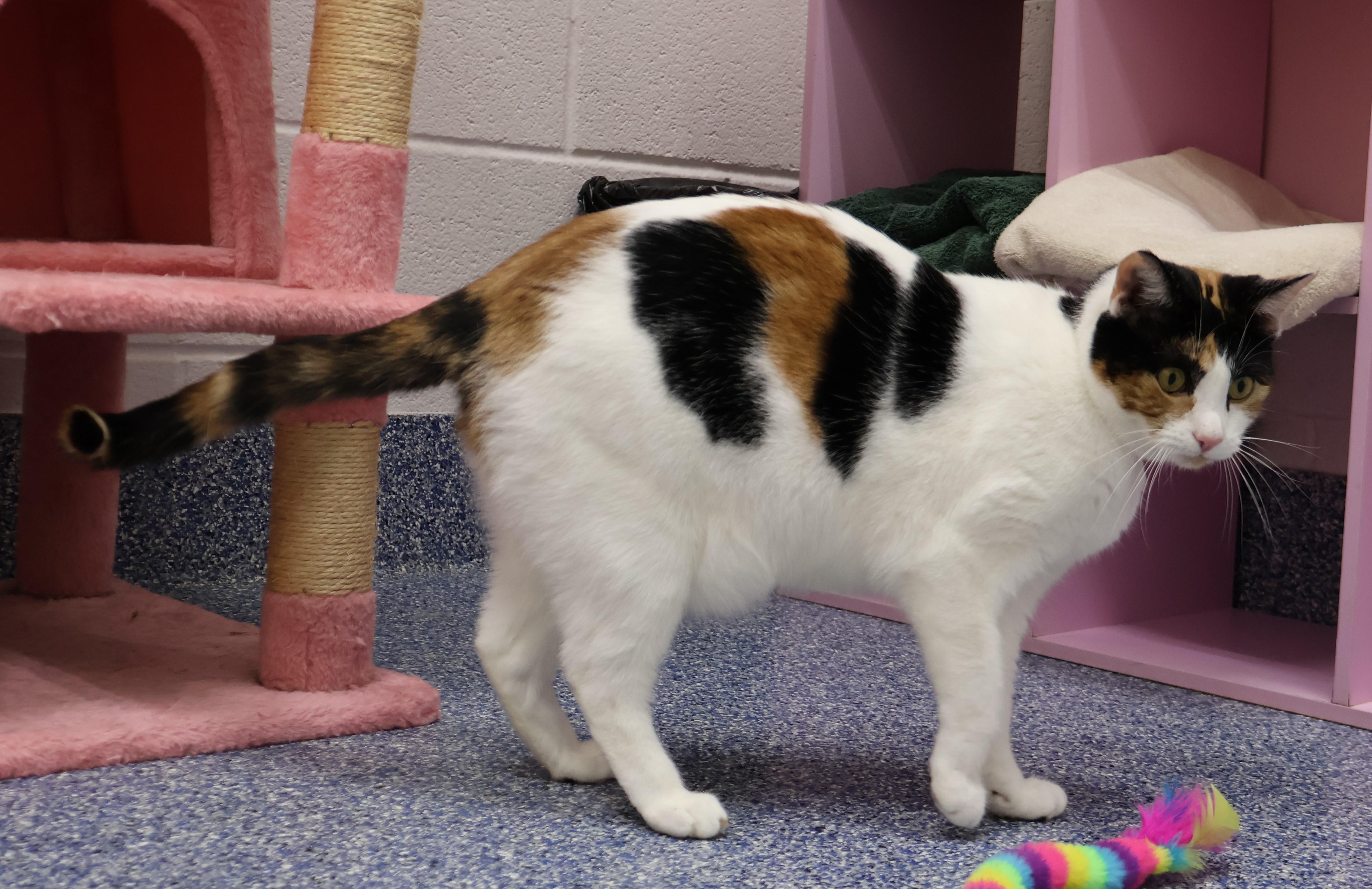 CHLOE, Adoptable, Adult Female Domestic Short Hair.