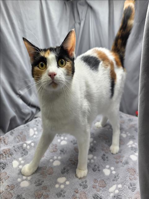 CHLOE, Adoptable, Adult Female Domestic Short Hair.