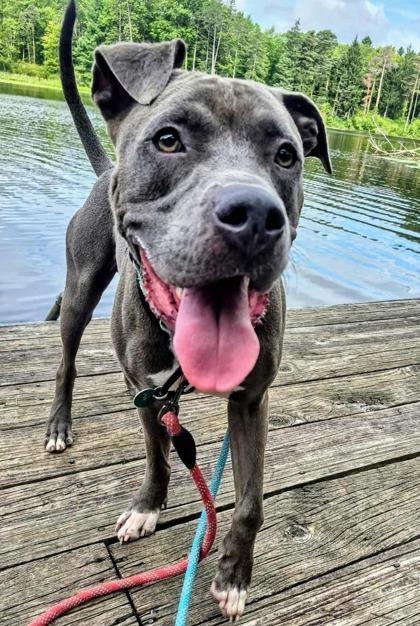 Enlarge Gator, a Adoptable mixed breed in Valley View, OH image 1/2