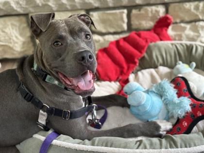 Gator, Adoptable, Adult Male Pit Bull Terrier & Mixed Breed.