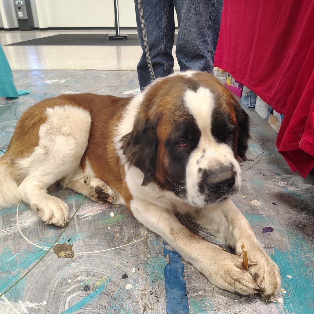 Yogi, Adoptable, Adult Male Saint Bernard.