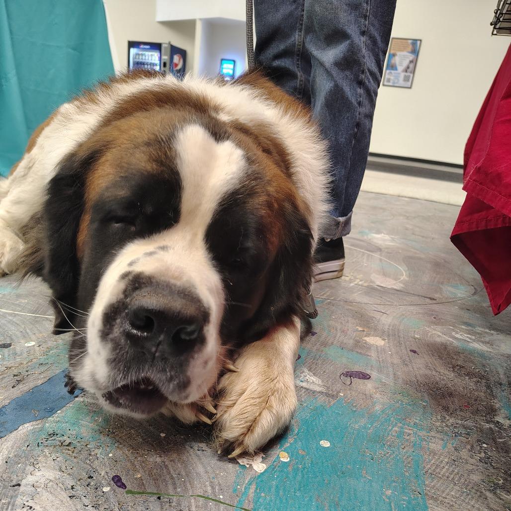 Yogi, a Adoptable Saint Bernard in Coos Bay, OR image 2/3