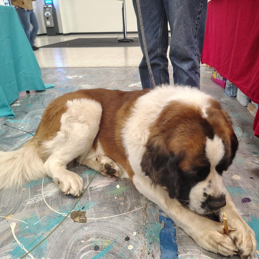 Yogi, a Adoptable Saint Bernard in Coos Bay, OR image 3/3