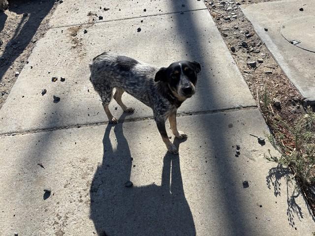 Enlarge BLUEBELL, a Adoptable Australian Cattle Dog / Blue Heeler in Antioch, CA image 1/1
