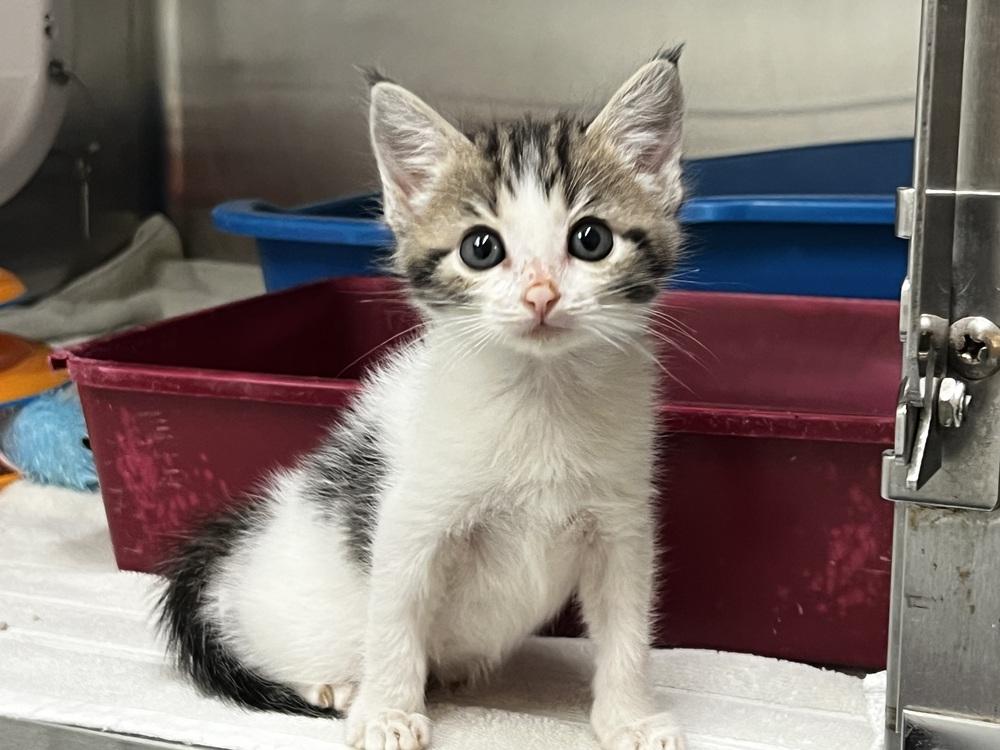 June, Adopted, Kitten Female Domestic Short Hair & Tabby.