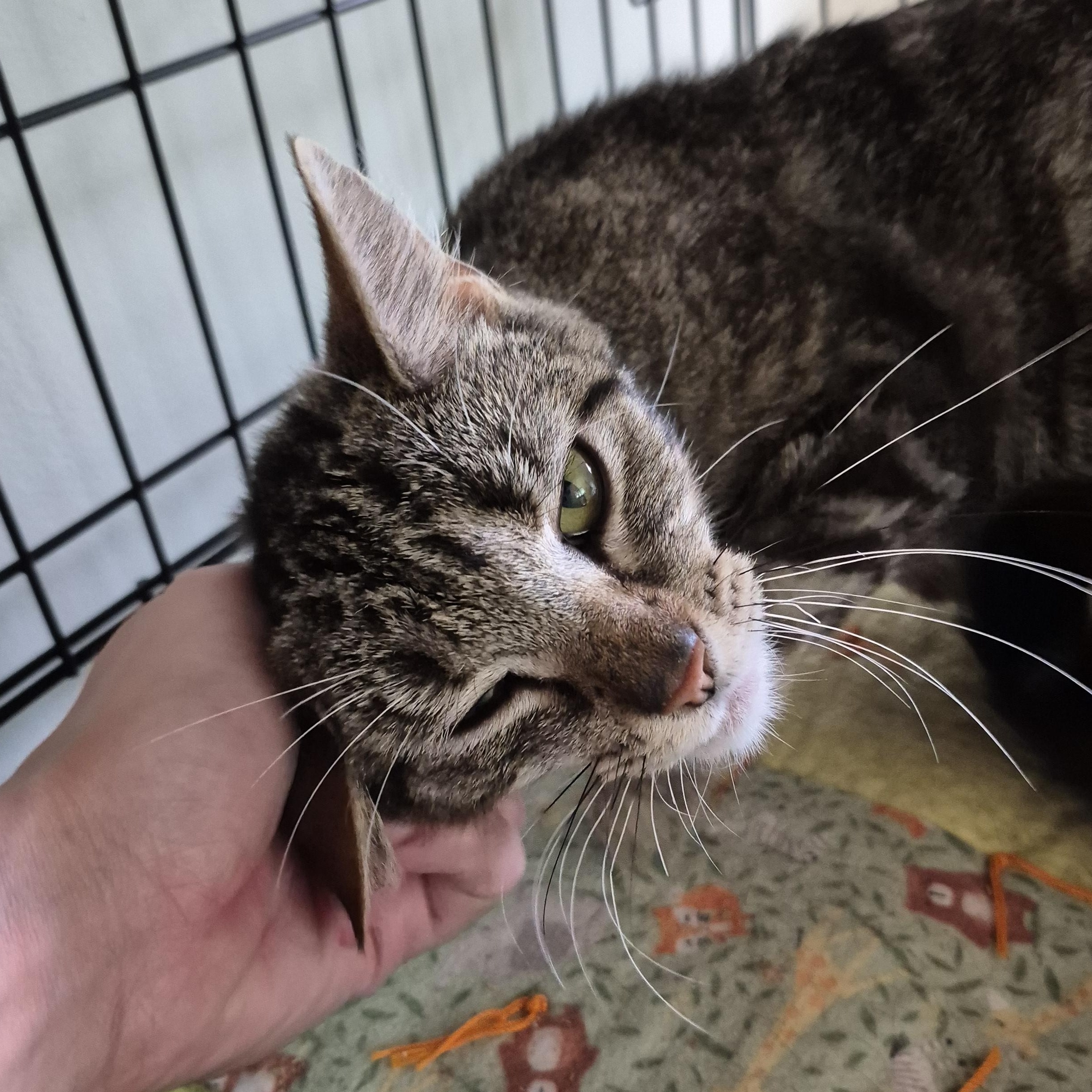 Birdie, a ADOPTABLE Domestic Short Hair in Tioga, PA image 4/6