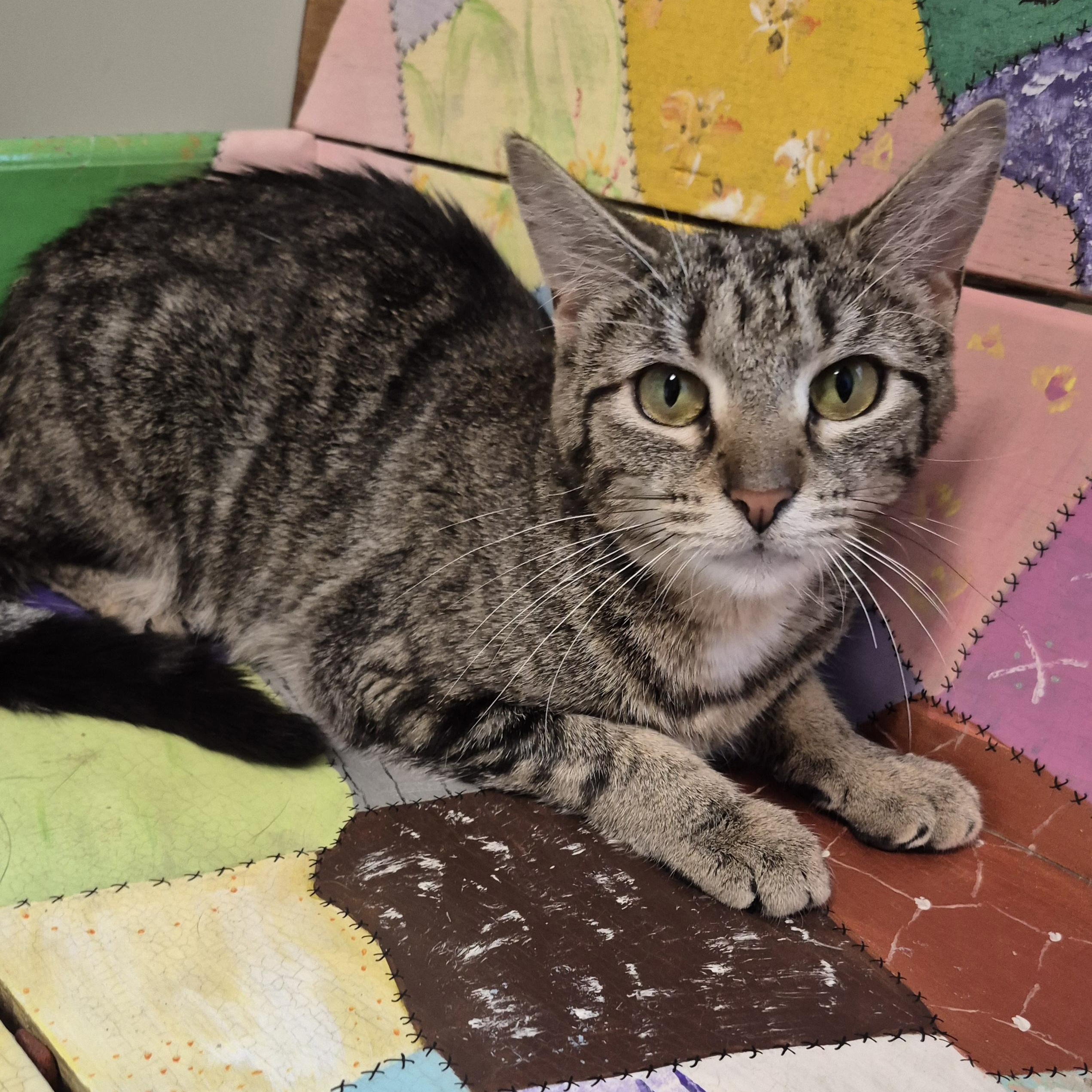 Birdie, a ADOPTABLE Domestic Short Hair in Tioga, PA image 2/6