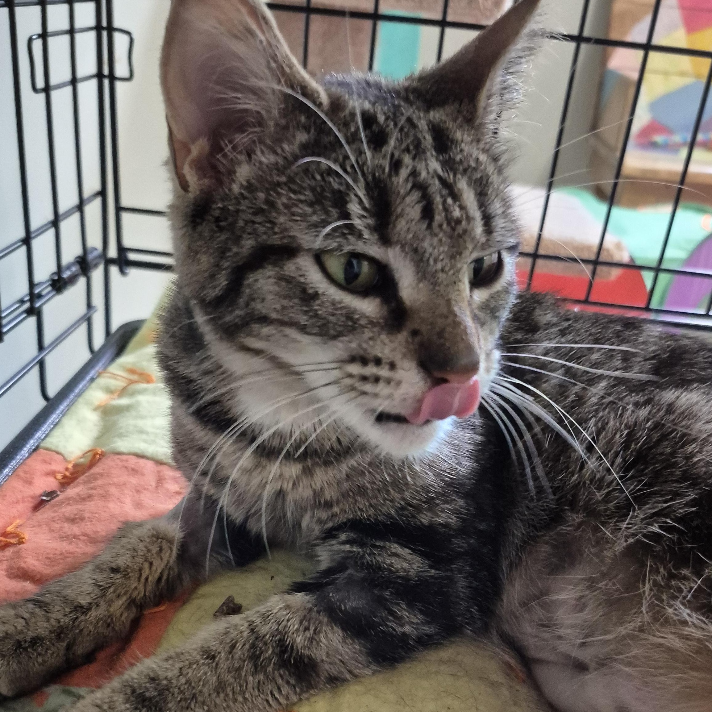Birdie, a ADOPTABLE Domestic Short Hair in Tioga, PA image 3/6