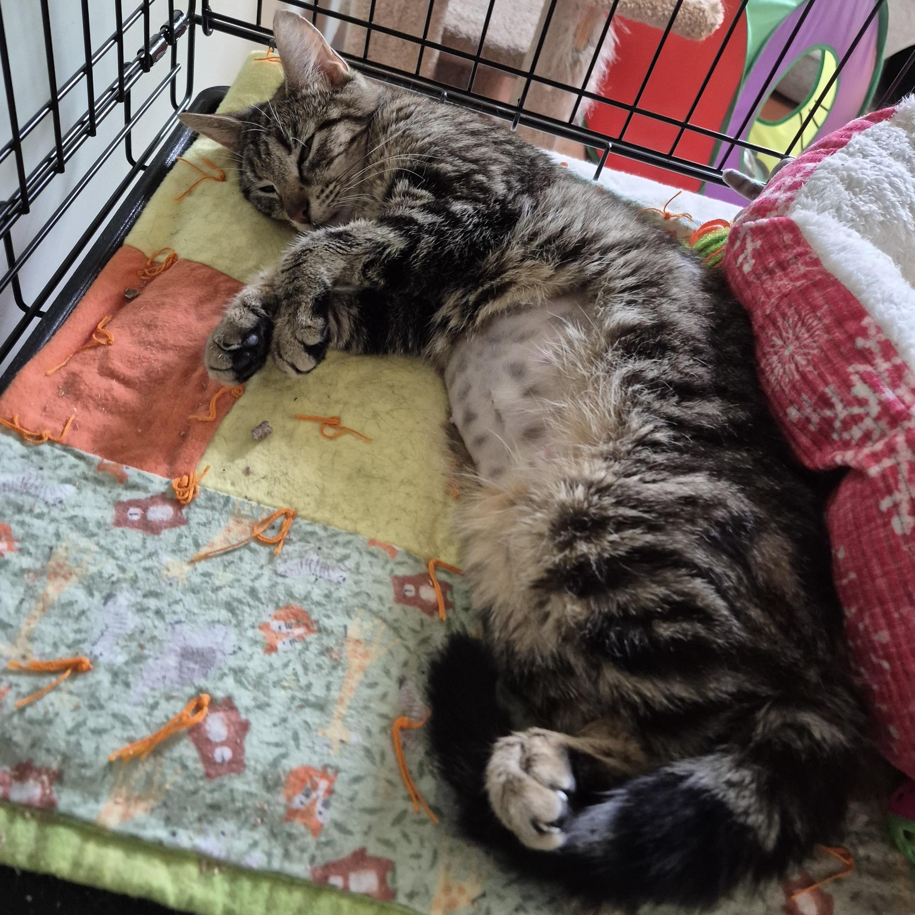 Birdie, a ADOPTABLE Domestic Short Hair in Tioga, PA image 5/6