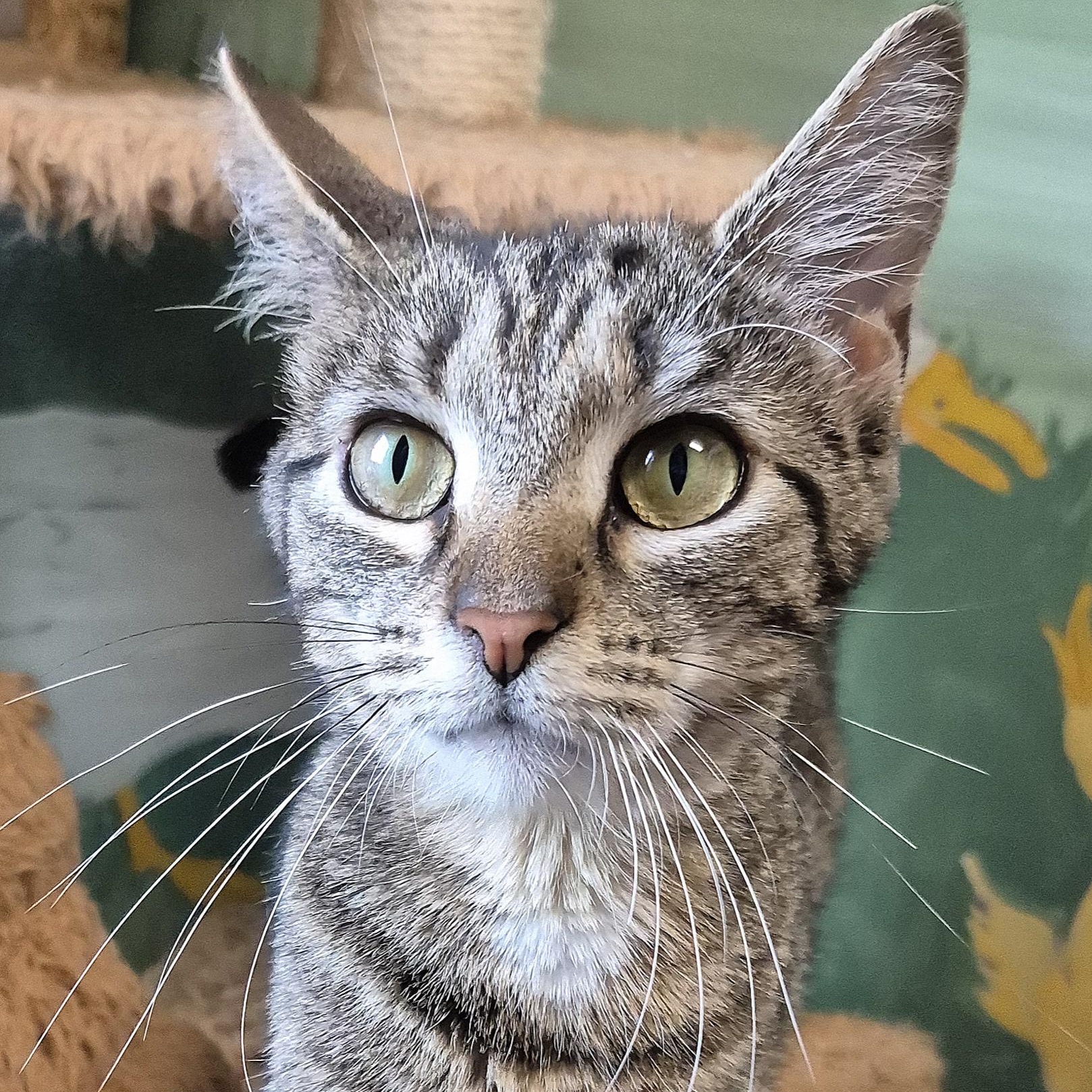Birdie, ADOPTABLE, Young Female Domestic Short Hair.