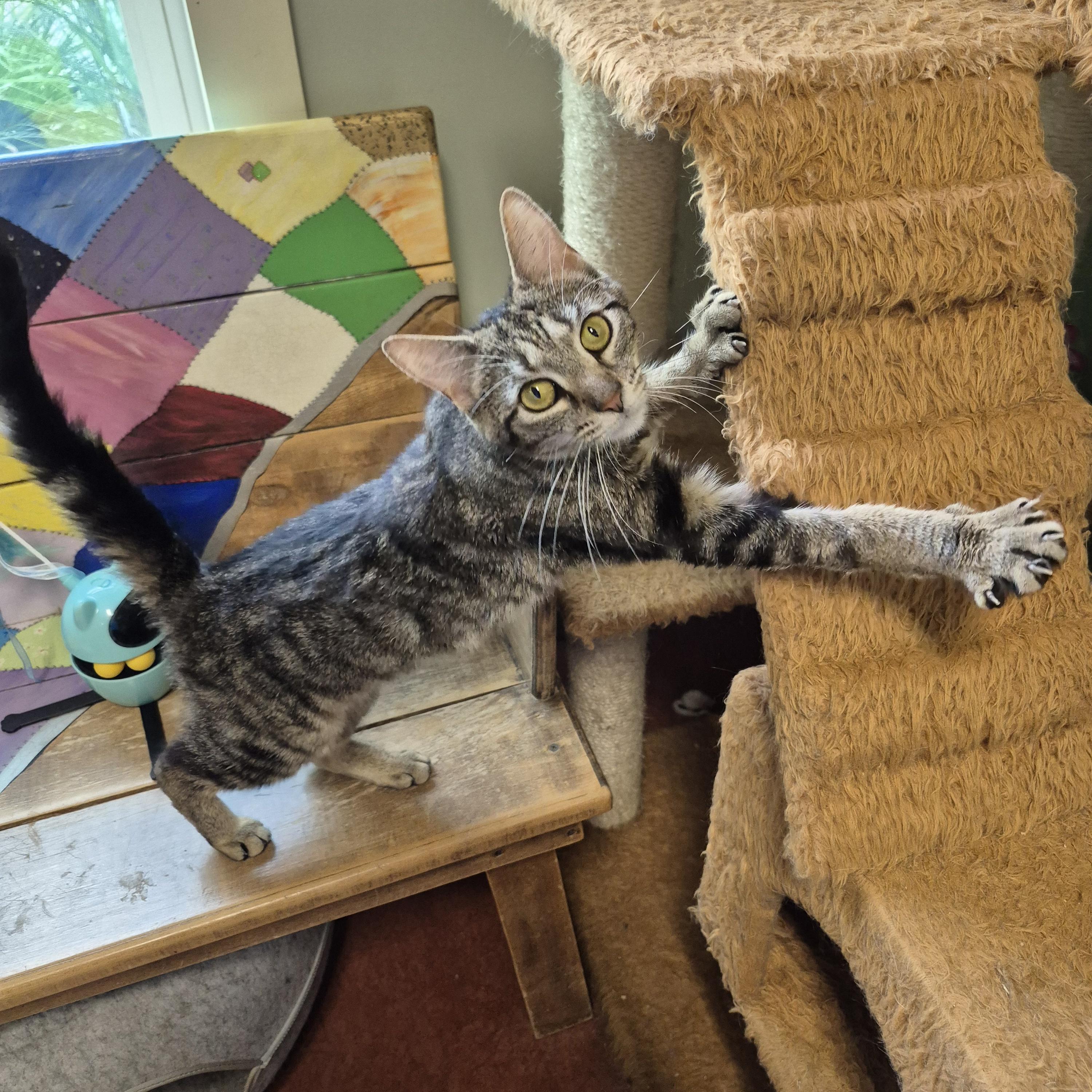 Birdie, a ADOPTABLE Domestic Short Hair in Tioga, PA image 6/6