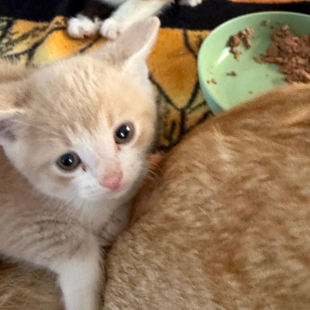 Enlarge Andrew, a Adoptable Domestic Short Hair in Yucaipa, CA image 1/1