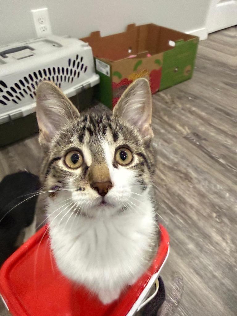 Boba, Adoptable, Kitten Male Domestic Short Hair.