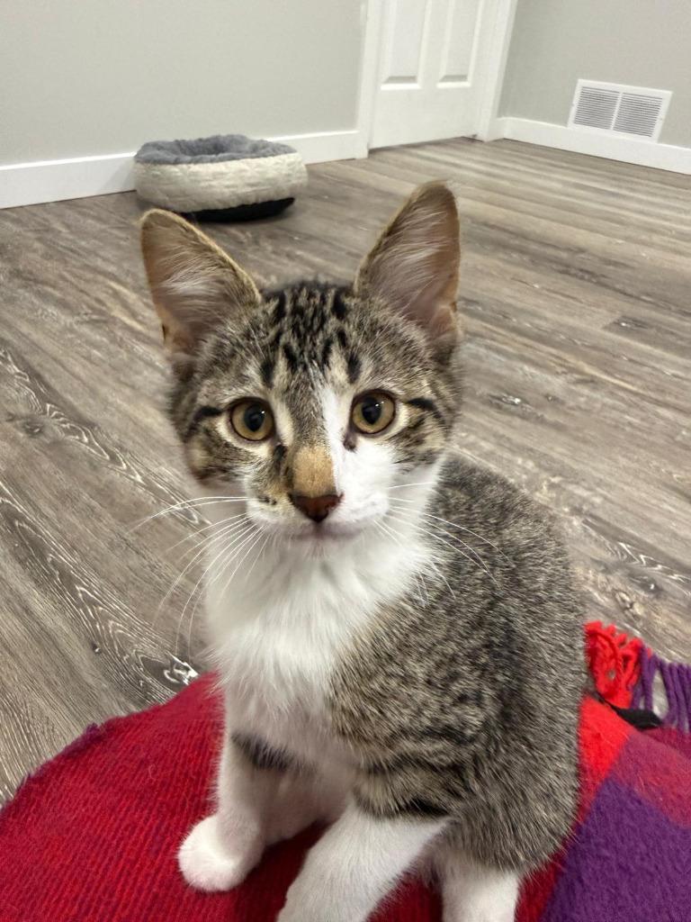 Enlarge Boba, a Adoptable mixed breed in Calgary, AB image 2/5