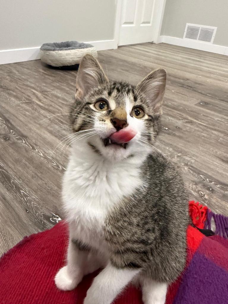 Enlarge Boba, a Adoptable mixed breed in Calgary, AB image 4/5