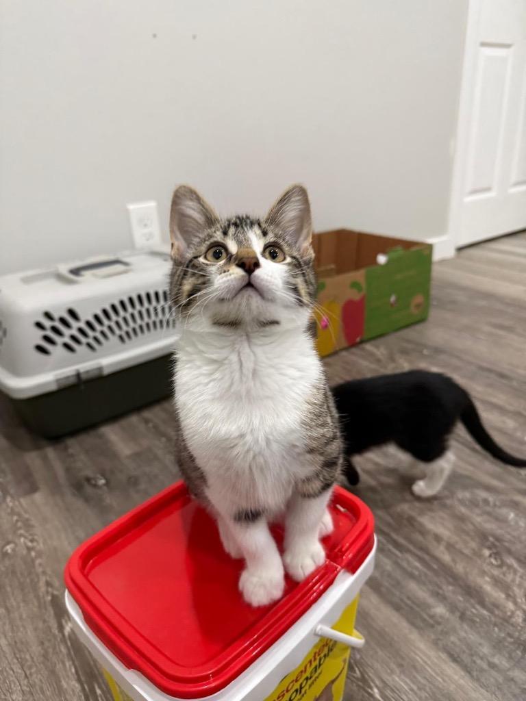 Enlarge Boba, a Adoptable mixed breed in Calgary, AB image 5/5