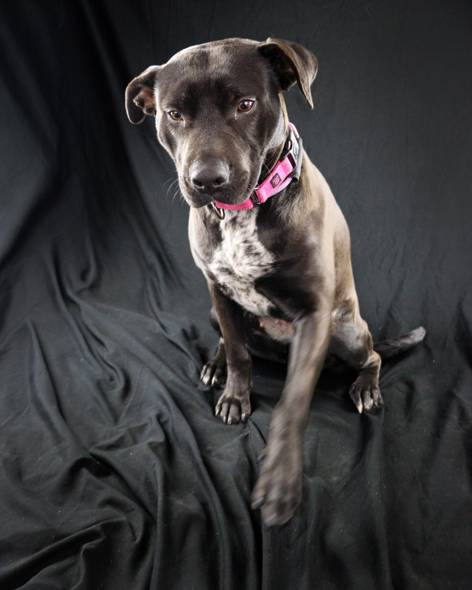 Nadine, an adopted mixed breed in Ocean Springs, MS image 3/5