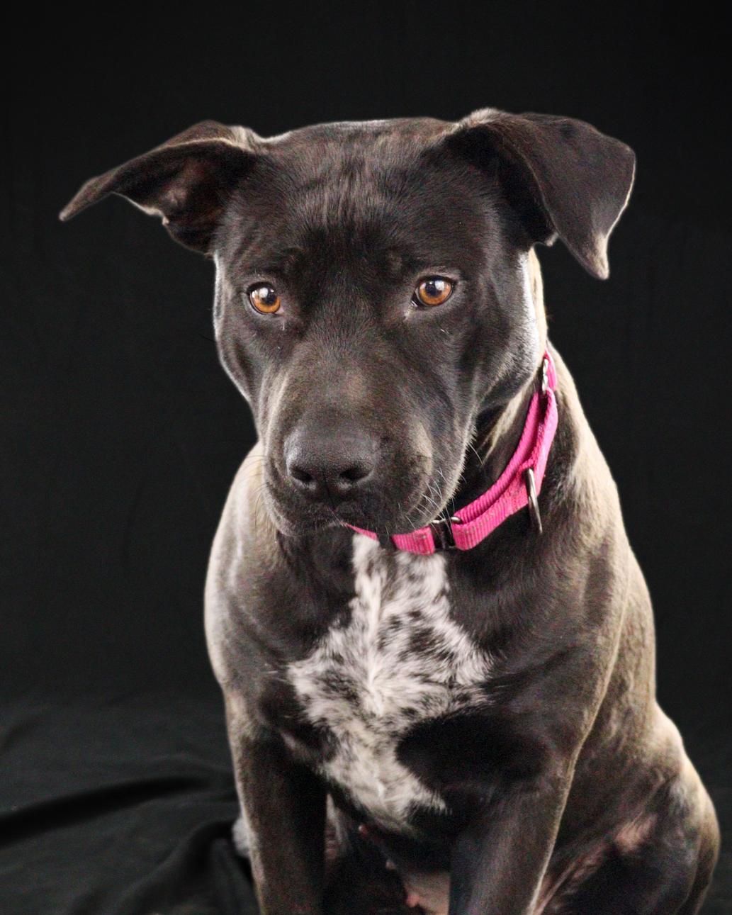 Nadine, adopted, Young Female American Staffordshire Terrier.