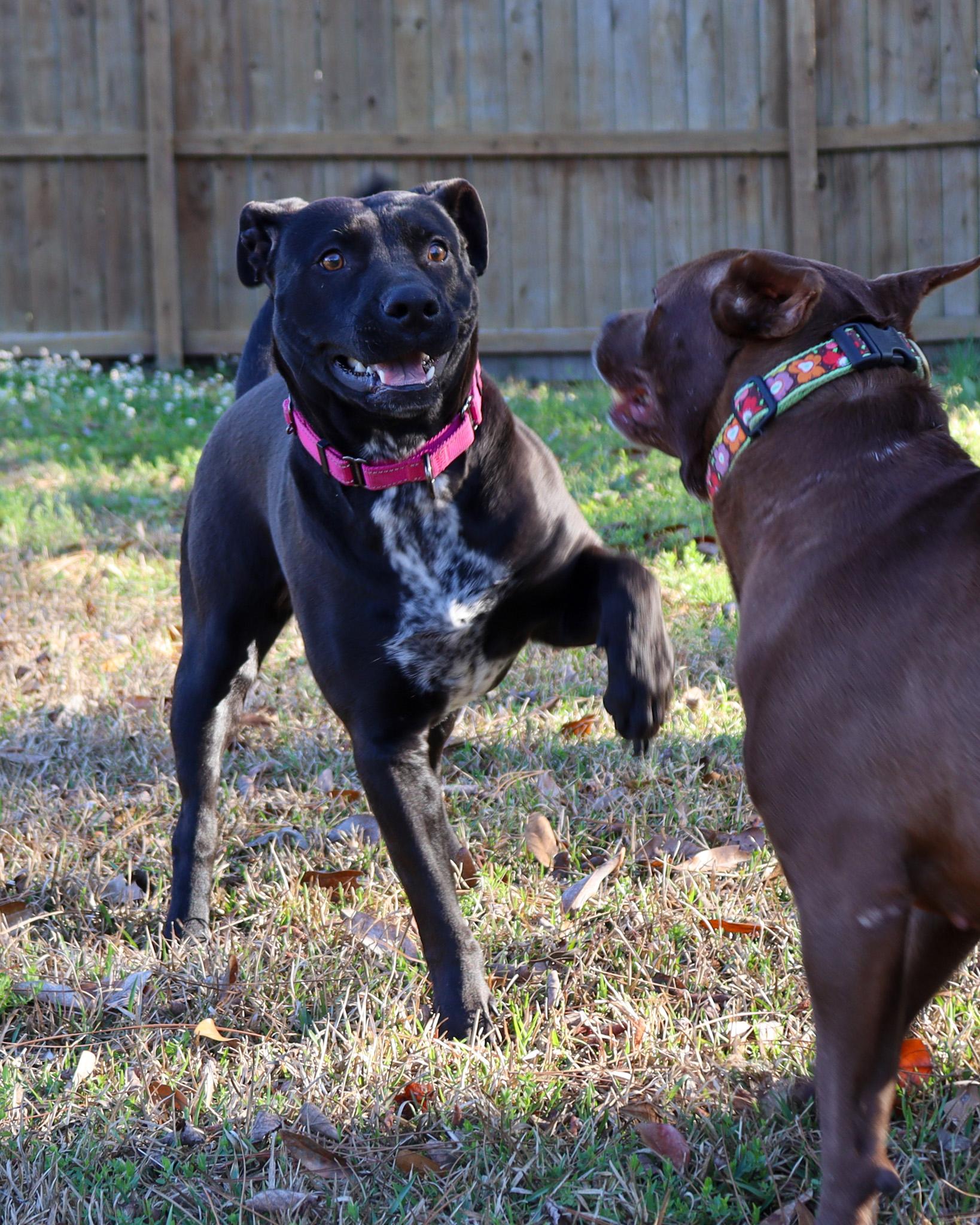 Nadine, an adopted mixed breed in Ocean Springs, MS image 5/5