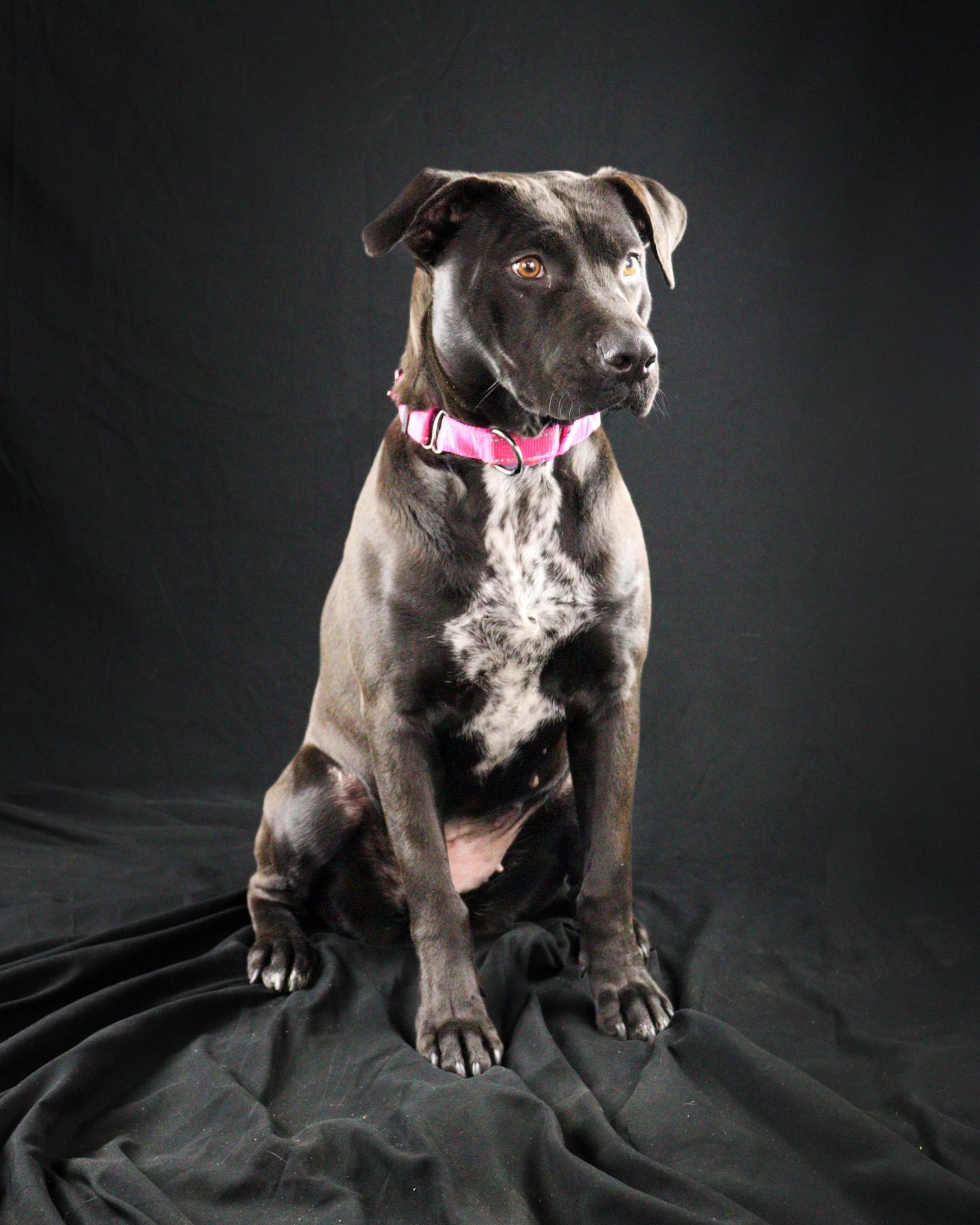 Nadine, an adopted mixed breed in Ocean Springs, MS image 4/5