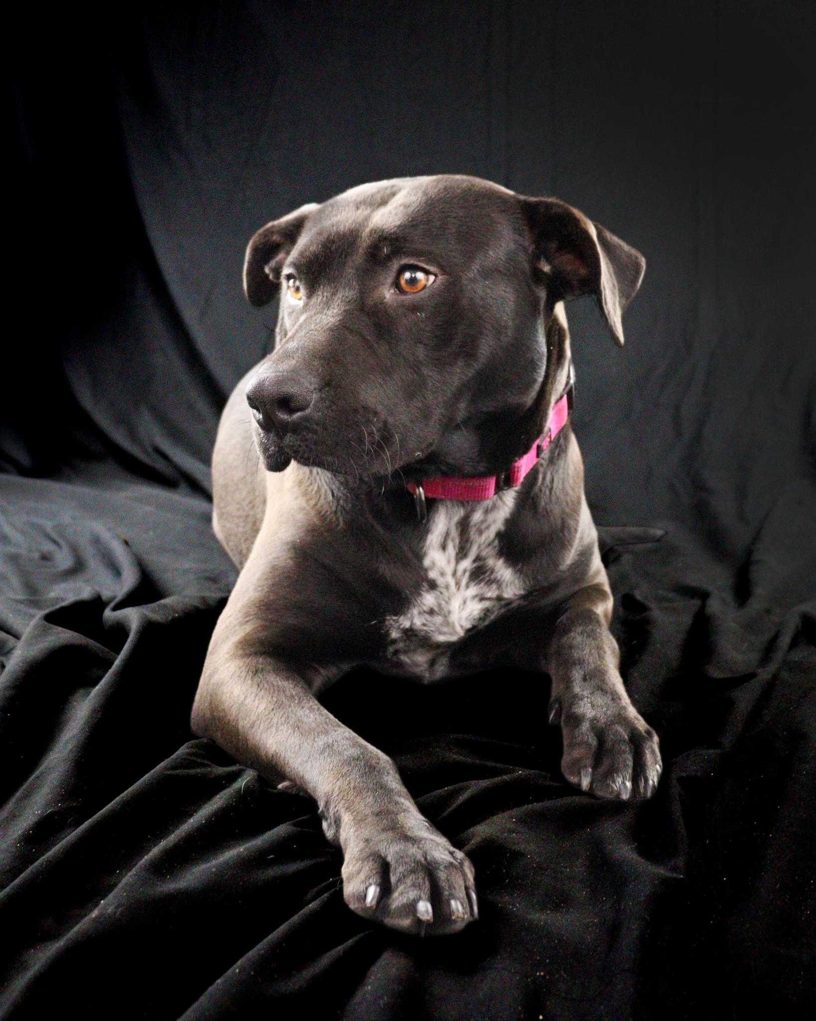 Nadine, an adopted mixed breed in Ocean Springs, MS image 2/5
