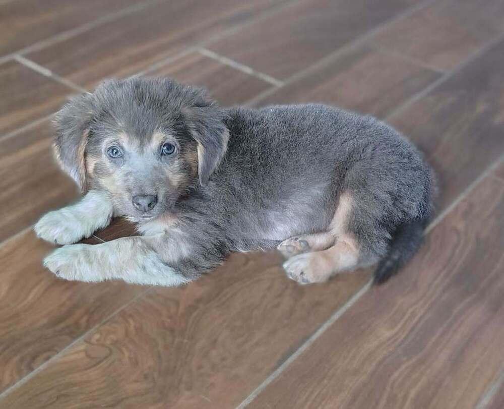 Rio, Adoptable, Puppy Female Australian Shepherd & Mixed Breed.