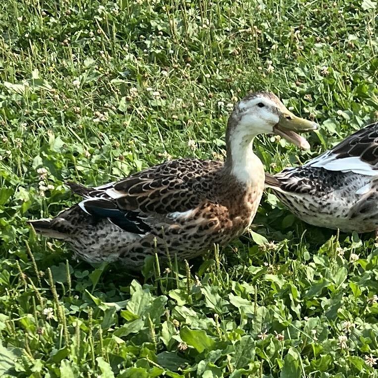 Banana, Adoptable, Adult Male Duck.