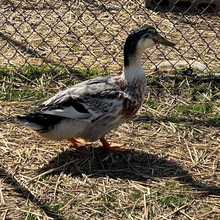 Enlarge Apple 2, a Adoptable Duck in Quakertown, PA image 1/1